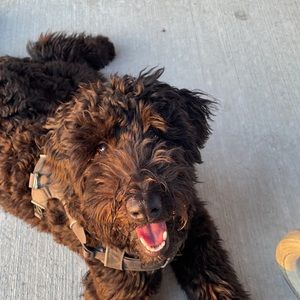 Meet your Posher, Izzy